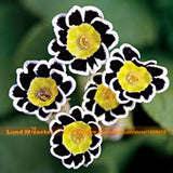 Very Rare Picotee Petunia Seeds, 50 Seeds/Pack, Bonsai Dwarf Petunia Flower