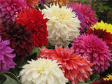 Dahlia Seeds   Mixed Colour Rare Dahlia pinnata Flowers Seed! Perennial Pla