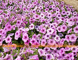 The Sky Star Hanging Petunia Seeds, 100 Seeds/Pack, Balcony Potted Trailing