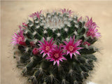 Multifarious Ornamental Plants 100 Mixed Cactus Seeds attractive impressiv