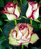 Hot Sale!White Red Edge Rose Seeds Garden Seeds Plants Potted Rose Rare Flo