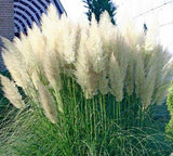 Heirloom Seeds Rare variety of colors Pampas Grass Seeds Ornamental Plant F