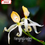 Hot Sale!Yellow Octopus Orchid  China Rare Flower Seeds For Home Garden Pla