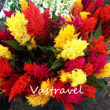 Celosia Cockscomb Plume Flower Mixed Color 100 Seeds Very Easy to Grow Exc