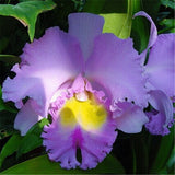 Cattleya Hybrida Flower seeds 20seeds Famous Flowers Orchids seeds Bonsai P