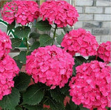 Flower seeds, Hydrangea  A variety of colors seed garden plants bonsai Fort