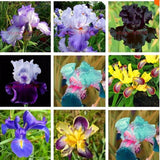 Sale! Free Shipping , Hot Selling ,100 Pink Iris Seeds, Popular Perennial G