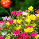 Big Sale!200 Seed/pack Mix Sun Flower Plant Seed Flower Balcony Garden Pott