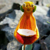 Calceolaria uniflora seeds 100pcs Aliens Flower seeds Garden DIY Bonsai Exo