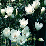 Magnolia Tree Seed, 10 / Pack, White Flowers Planting Seeds Without Graftin