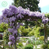 wisteria seeds  pack Gold mini Bonsai Wisteria tree seeds Ornamental Climb