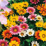 BELLFARM Gazania Mixed 9 Types of Treasure Flower Seeds, 30 seeds, professi