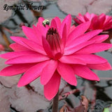 Hydroponic Flowers Small Water Lily Seeds Mini Lotus Seeds Bonsai Seeds Set