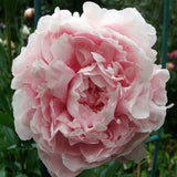 Flower seeds bonsai Peony Seeds   Pale Rose  DOUBLE PEONY POPPY Papaver Flo