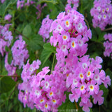 flower seed Lantana camara seeds 20pcs World's Rare Flowers For Garden hom