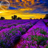 English Lavender Hidcote Lavandula angustifolia, 100 Seeds, amazing fragran