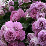 Mixed 4 Types of Climbing Rose Perennial Pink Red White Light Purple Flower