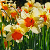 ZGTGLAD 400Pcs/lot Mixed Color Narcissus Duo Bulbs Daffodil Plant Flower Se