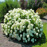 New Arrival!50 pcs/bag rare Giant Vanilla Strawberry Hydrangea Flower Seeds