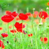 Flower seeds Corn poppy seeds Beautiful garden Bonsai balcony flower Corn p