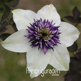 Big Sale!Hot Selling Mix Clematis Seeds Bonsai Flower Seeds DIY Home Garden