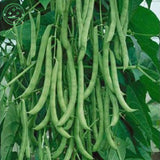 Climbing flowers white sauteed green beans seed pods balcony potted vegetab