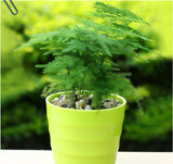 High Quality Seeds 6pcs Potted bamboo Seeds bonsai plant flower seeds indoo