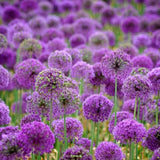 Free shipping 50pcs Giant Allium Globemaster Allium Giganteum Flower Seeds