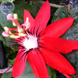 BELLFARM Passiflora coccinea Red Passion Flower Seeds, 30 seeds, profession