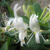 honeysuckle flower seed plants in climbing liana aromatic fragrant flower p