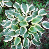 ZLKING 20pcs Hosta Plantaginea Seeds Flower Fire And Ice Shade White Lace H