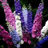 Bonsai seeds Forking Larkspur Salmon King (Delphinium consolida) Family gar