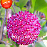 Sale!Hoya Seeds,Potted Hoya Carnosa Flower Seed Garden Plants Perennial Pla