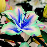 Big sale,100pcs/bag Lilium  seeds double lily flower seeds lilium flower bo