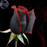 BELLFARM Rare Amazingly Beautiful Black Rose Flower with Red Edge Seedling