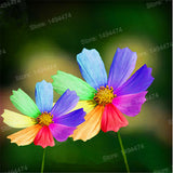 Hot Sale 200pcs/bag Rainbow chrysanthemum seeds Rare beautiful flower seeds