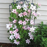 Easy planting balcony patio potted Flower seeds,clematis flowers,Clematis H