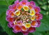 flower seed Lantana seeds potted seed variety complete the budding rate 95