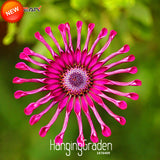 Loss Promotion!5 Color Available Osteospermum Seeds Potted Flowering Plants