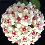 Hot Sale 2015 22 Colors Rare Hoya Seeds Flower Seeds 50pc/Pack Bonsai Seeds