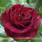 Garden flowers Seeds Pot Bonsai Rose Seed Professional Seedling floer Plant