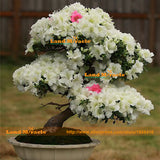 New Arrival 100% True Giant Azalea Seeds, 1 Professional Pack, 10 Seeds/Pac