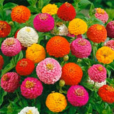 Dwarf zinnia flower seeds, zinnia mini 7colors mixed Bonsai potted flower