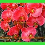 Rare Japan Crimson Red Orchid Flower Seeds, 30 Seeds/Pack, bonsai garden fl