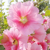 Sales promotion! hollyhock seeds, cheap flower seeds mixed color 50/lot Fre