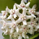 hoya seeds, potted seed, hoya carnosa flower seed Garden plants, perennial