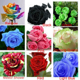 Heirloom 9 Colors 1800 Seeds Rainbow, Black, Green, Blue, Pink, White, Red,