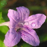 Flower seeds Potted plant seed Mexican petunias Seed  Ruellia brittoniana S