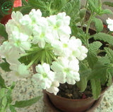 White Verbena seeds Climbing vine flower seeds Primula flower seeds fairy g