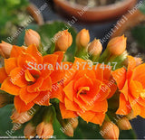 Free Shipping 240pcs 8kind Each 30pcs Kalanchoe flower seeds strange  beaut